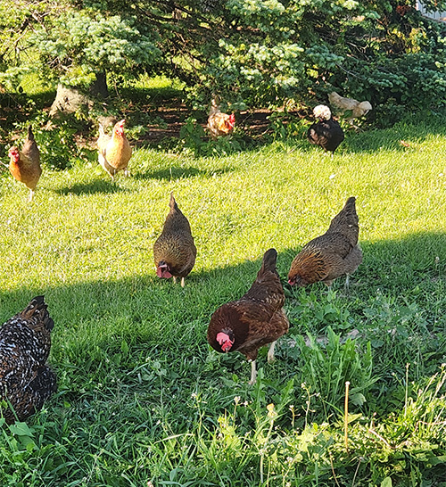 laying hens