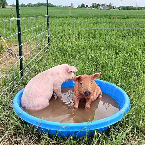 pigs swim